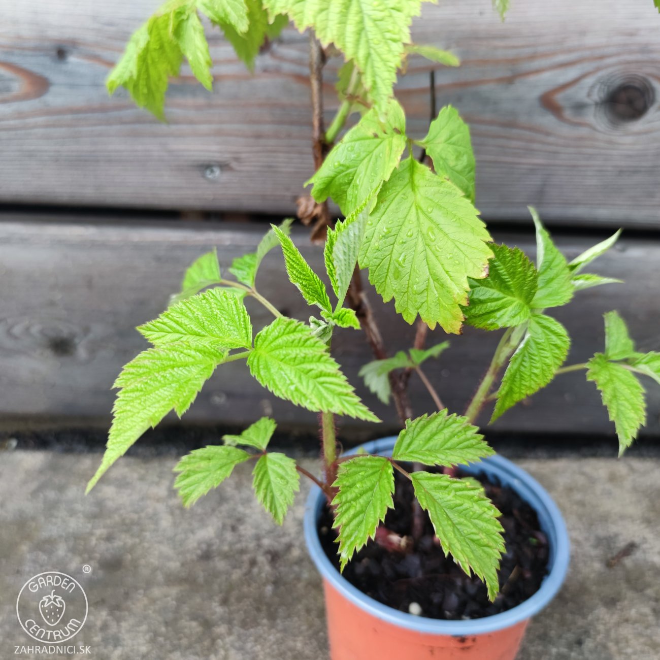 Obrázok Malina červená, remontantná (Rubus idaeus) ´MEEKER´ - výška 20-30 cm, kont. C1,5L